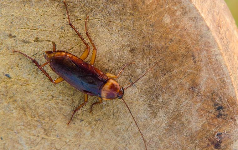 Cockroaches Identification | Rescue 1 Pest & Termite Control