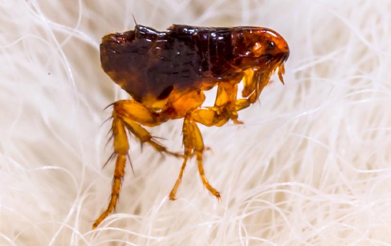 a flea in white dog hair
