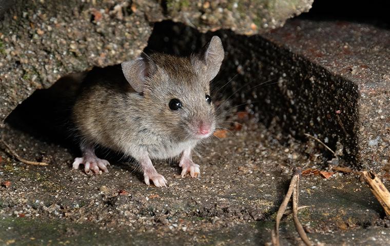 a mouse resting on cement