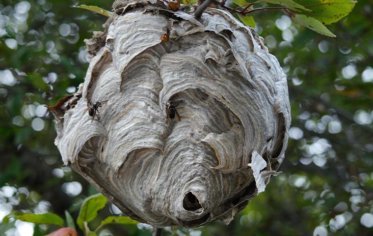 a hanging wasps nest