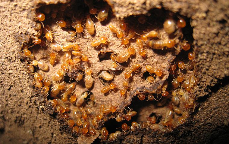 termites in a mound