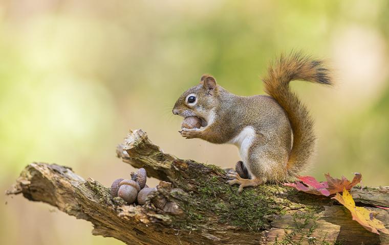 a squirrel on a branch