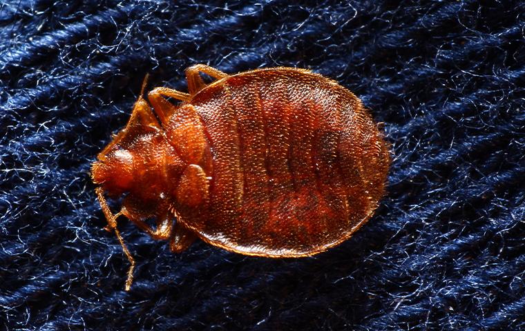 bed bug on mattress spring