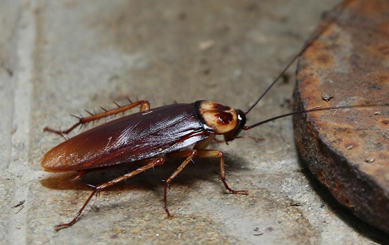 a cockroach on cement