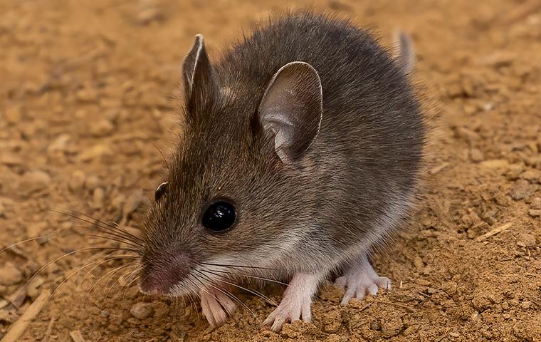 a mouse in the dirt