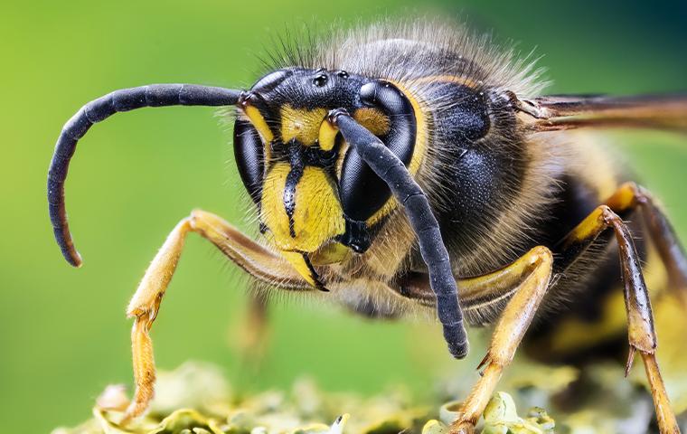 close up of a hornet