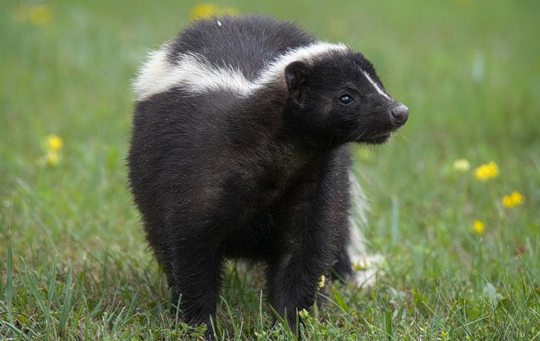 a skunk in the grass