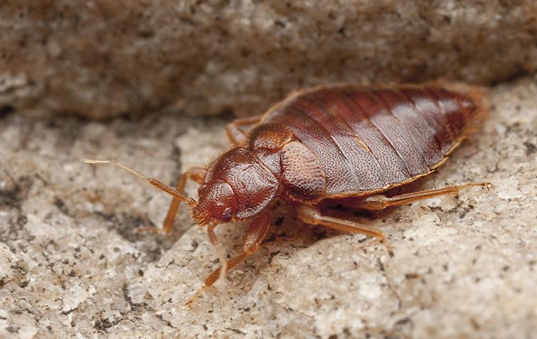 a bedbug on gravel