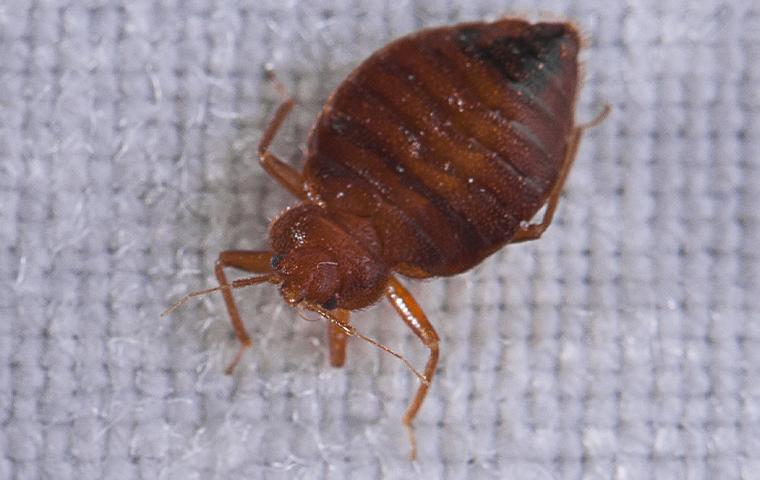 Bed Bug Control In New Haven County & Connecticut | Rescue 1 Pest ...