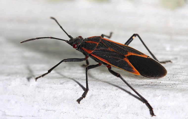 Boxelder Bug Identification Chicago, IL Metro | Aerex Pest Control