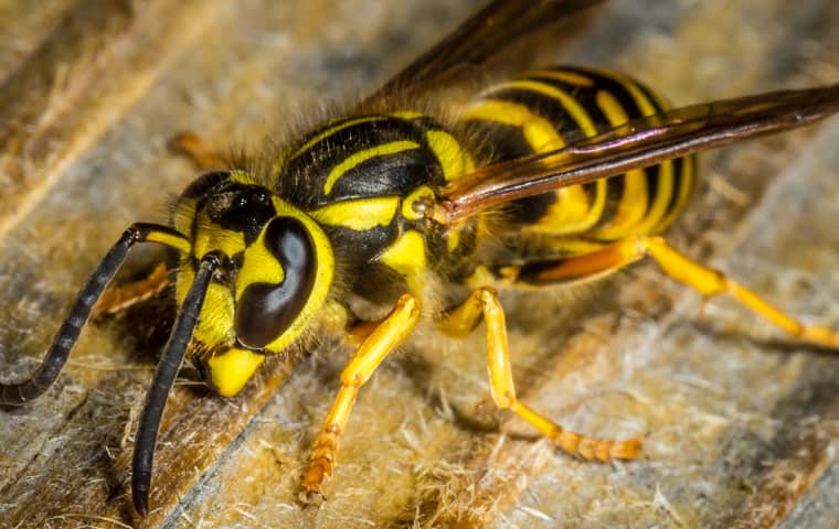 Stinging Insect Identification Chicago IL Metro Aerex Pest Control