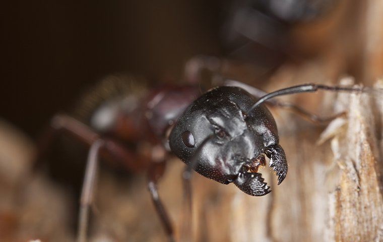 a carpenter ant on wood
