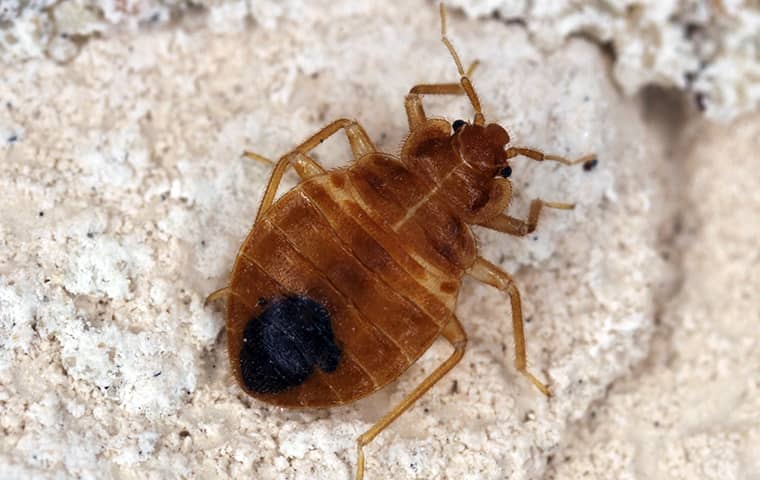 a bed bug on gravel