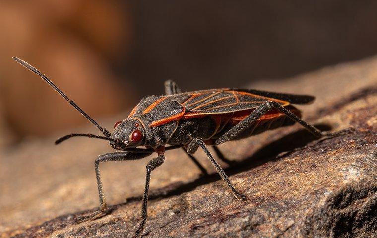 a boxedler bug on rock