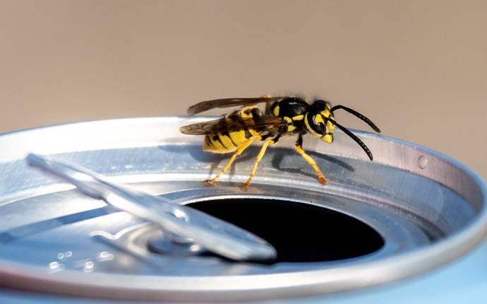 wasp on a soda can