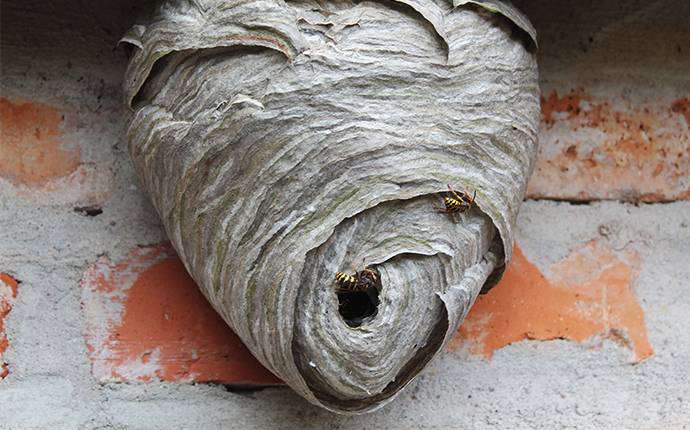 a wasp nest on a building