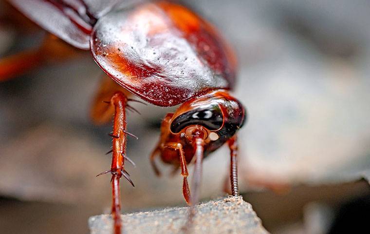 cockroach on a stone