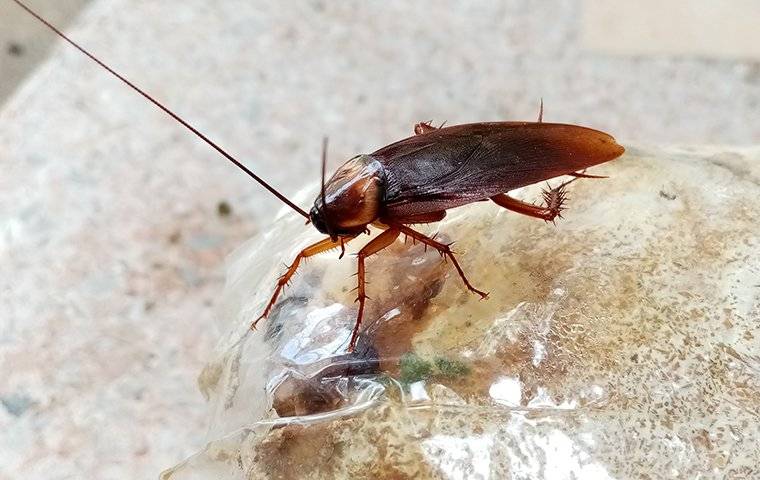 cockroach on a plastic bag