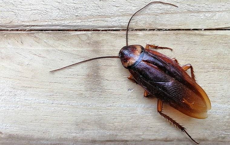 a cockroach crawling on a table