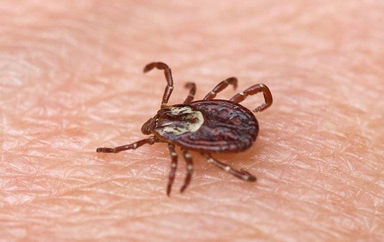 what will keep ticks away from dogs yard