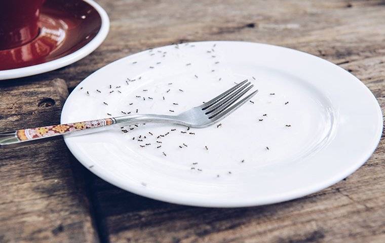 ants crawling on plate in kitchen