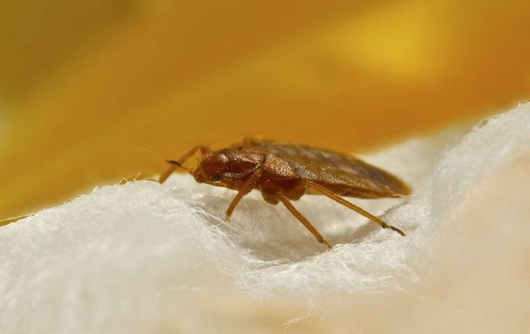 a bed bug crawling on chicagao bedding