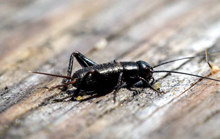 a field cricket sitting on a picnic table
