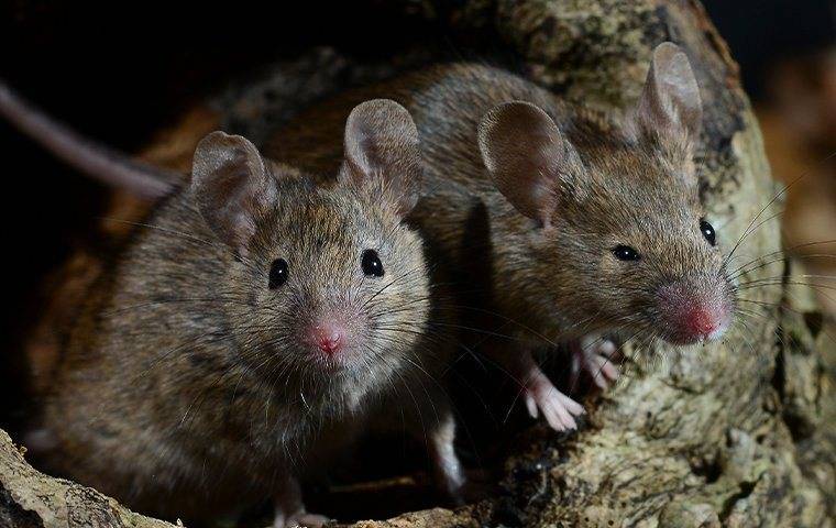 house mice inside of an attic