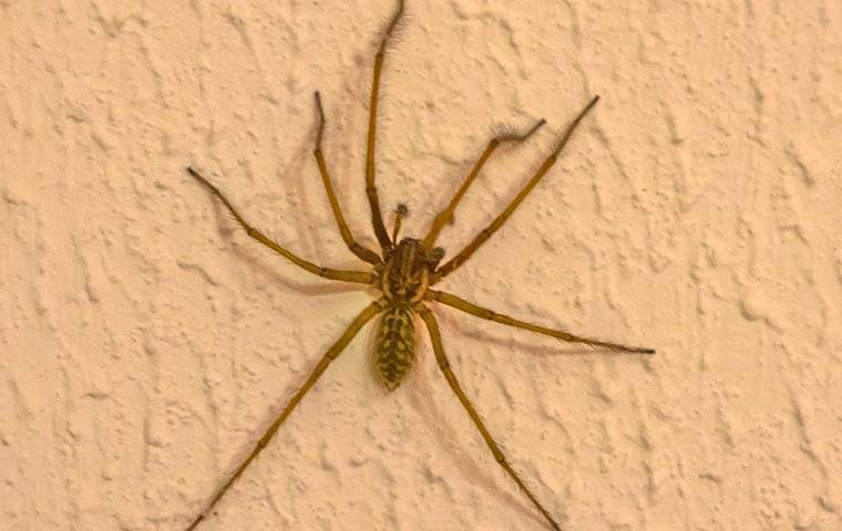 spider crawling on wall
