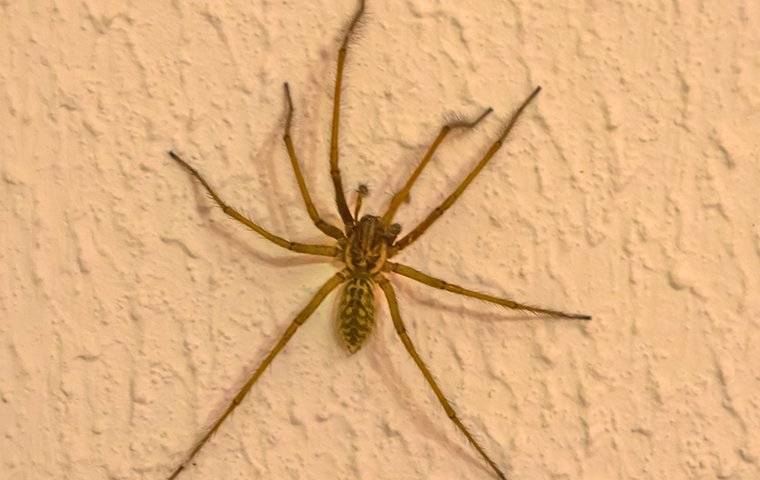 House Spider On A Wall 1 