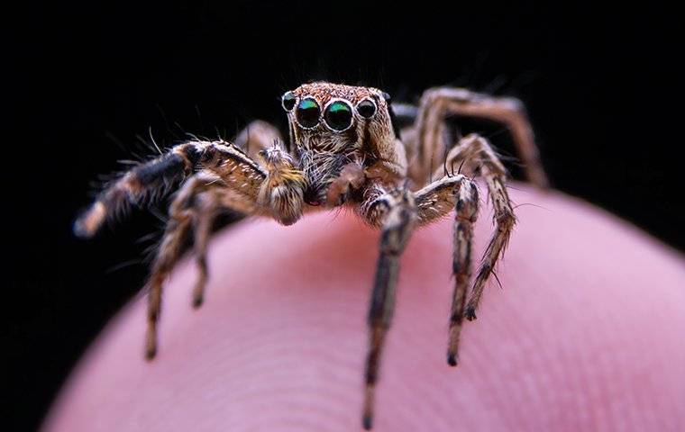 jumping spider on tip of finger