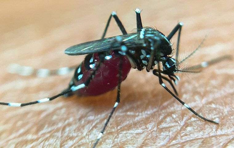 mosquito biting skin