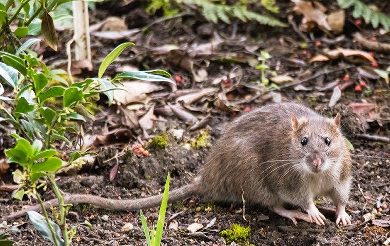 A Norway rat living in a garden.