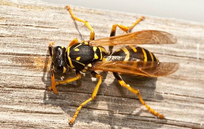 wasp crawling on wood