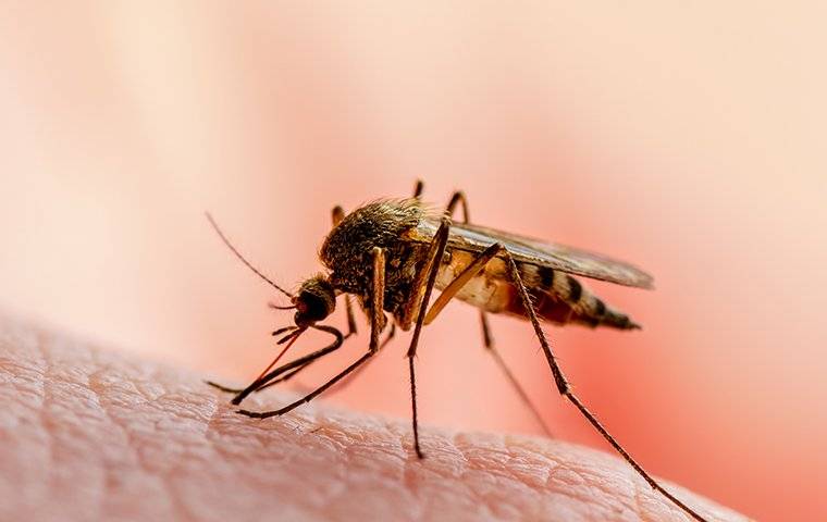 mosquito biting a hand