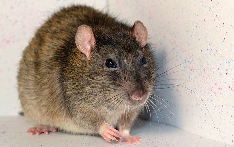 a rat in a cabinet