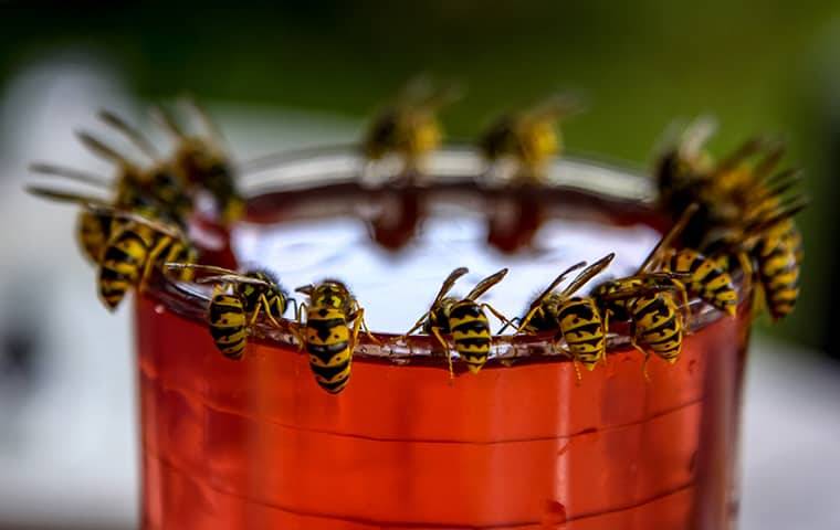 several wasps on top of a cup