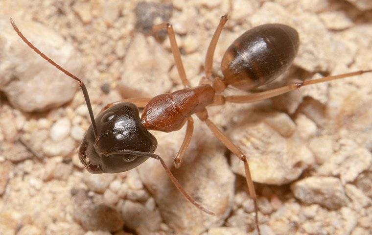 Sugar Ant Crawling On The Ground 