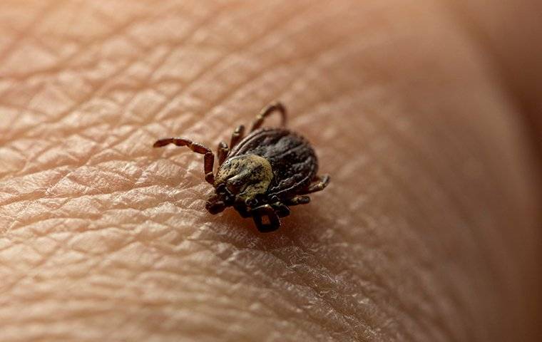close up of tick crawling on skin