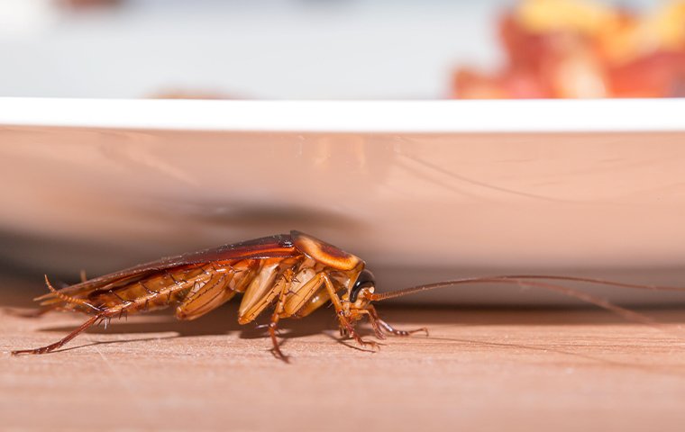 cockroach on counter