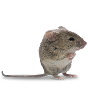 A norway rat