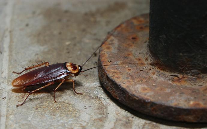 american cockroach in garage