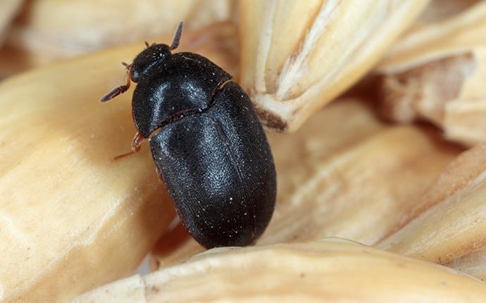 Featured image of post Black Carpet Beetles In House / 16.01.2020 · black beetles in house (with their picture, common name, and identifying details) let&#039;s look in more detail as some of the most common black beetles you can.