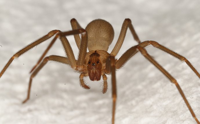 a brown recluse spider crawling on fabric