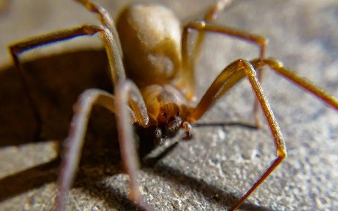 brown recluse spider in a basement