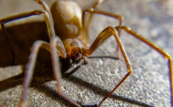 brown recluse spider on the floor of a houston garage