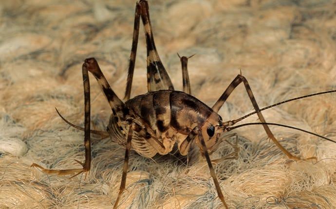 What Is The Lifespan Of A Camel Cricket - If camel crickets are hopping