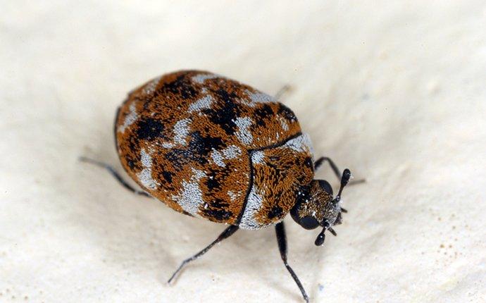 carpet beetle in a san antonio tx home