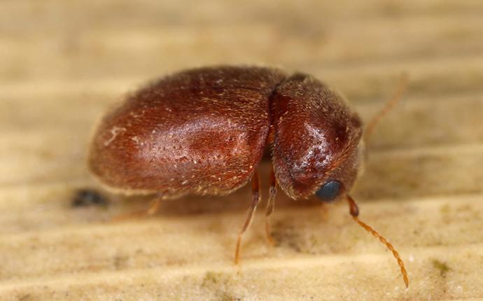 a cigarette beetle crawling on a leaf