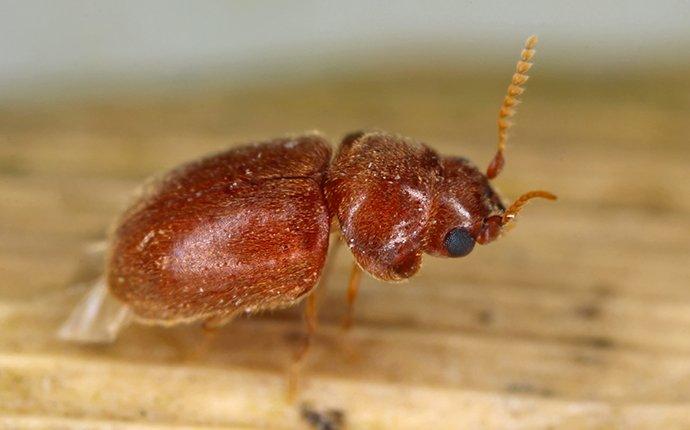 cigarette beetle on leaf